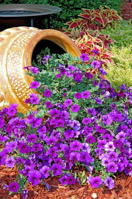 Καλοκαιρινές προτάσεις για τον Κήπο ή το Μπαλκόνι σας με Πετούνιες - Φωτογραφία 3