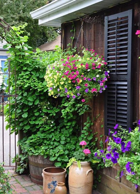 Καλοκαιρινές προτάσεις για τον Κήπο ή το Μπαλκόνι σας με Πετούνιες - Φωτογραφία 4