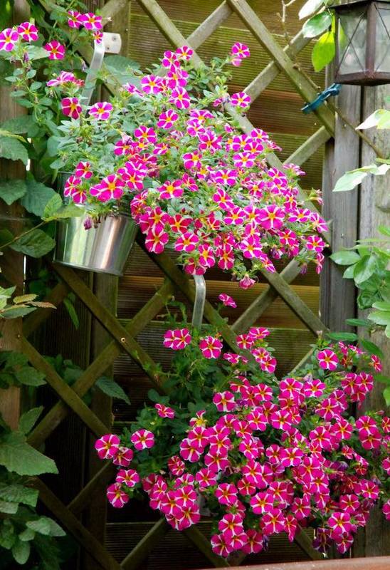 Καλοκαιρινές προτάσεις για τον Κήπο ή το Μπαλκόνι σας με Πετούνιες - Φωτογραφία 5