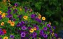 Καλοκαιρινές προτάσεις για τον Κήπο ή το Μπαλκόνι σας με Πετούνιες - Φωτογραφία 17