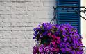Καλοκαιρινές προτάσεις για τον Κήπο ή το Μπαλκόνι σας με Πετούνιες - Φωτογραφία 6