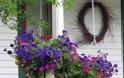Καλοκαιρινές προτάσεις για τον Κήπο ή το Μπαλκόνι σας με Πετούνιες - Φωτογραφία 8