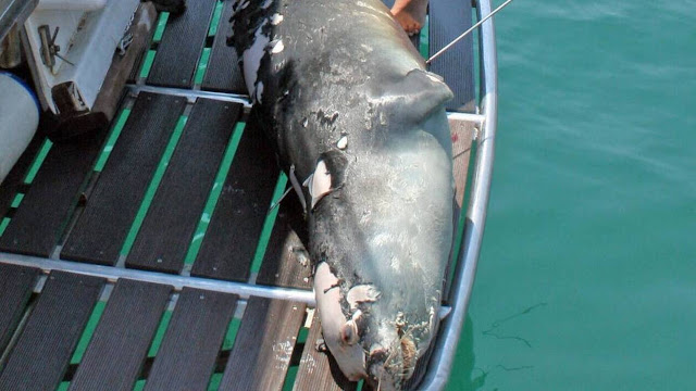 Αλόννησος: Σκότωσαν με ψαροντούφεκο τον Κωστή, τη φώκια - σύμβολο του νησιού - Φωτογραφία 1