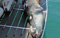 Αλόννησος: Σκότωσαν με ψαροντούφεκο τον Κωστή, τη φώκια - σύμβολο του νησιού