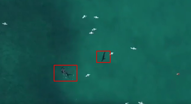 Φωτογράφος έσωσε δύτη από επίθεση καρχαρία χρησιμοποιώντας drone (video) - Φωτογραφία 1
