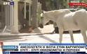 Βαρυμπόμπη: Άλογα έτρεχαν πανικόβλητα μέσα στην πλατεία - Συγκλονιστικές εικόνες (Video)