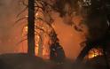 Φωτιά Μαλακάσα:  Οι φλόγες πέρασαν την εθνική προς Ωρωπό - Εκκενώνονται περιοχές