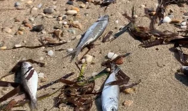 Θεσσαλονίκη: Νεκρά ψάρια «ξεβράζει» η θάλασσα σε παραλία στη Χαλκιδική - Φωτογραφία 1