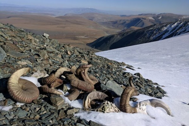 Μογγολία: Τα χιόνια έλιωσαν αποκαλύπτοντας οστά ζώων και εργαλεία από την εποχή του Χαλκού - Φωτογραφία 1