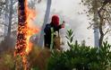 Φωτιές Γαλλία: Νεκροί στο φλεγόμενο θέρετρο της Κυανής Ακτής κοντά στο Σεν Τροπέ