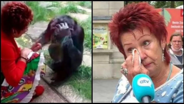 Ζωολογικός κήπος στο Βέλγιο απαγόρευσε σε 38χρονη να βλέπει έναν χιμπατζή: «Έχουμε σχέση», λέει - Φωτογραφία 1