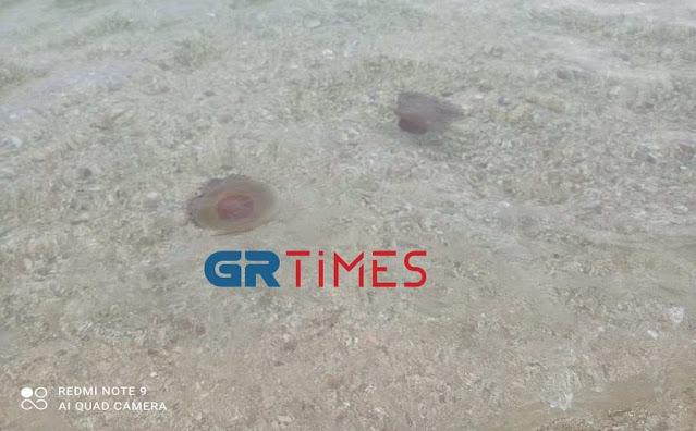 Χαλκιδική: Κοπάδι από μέδουσες σε παραλία στην Ολυμπιάδα - Φωτογραφία 1