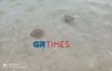 Χαλκιδική: Κοπάδι από μέδουσες σε παραλία στην Ολυμπιάδα