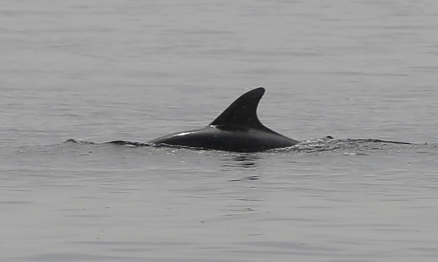 Δελφίνια «διέσωσαν» κολυμβητή που ήταν αγνοούμενος για 12 ώρες - Φωτογραφία 1