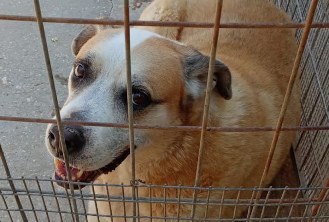 Κραυγή αγωνίας από τους φιλόζωους στα Χανιά – Κλείνει το καταφύγιο ζώων, αβεβαιότητα για το μέλλον δεκάδων σκύλων - Φωτογραφία 1
