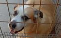 Κραυγή αγωνίας από τους φιλόζωους στα Χανιά – Κλείνει το καταφύγιο ζώων, αβεβαιότητα για το μέλλον δεκάδων σκύλων