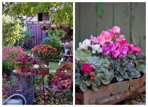 Φθινοπωρινές προτάσεις για τον κήπο ή το μπαλκόνι - Φωτογραφία 4