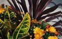 15+ Συνδυασμοί φυτών για Φθινοπωρινές γλάστρες - Φωτογραφία 22