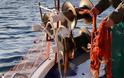 Βόλος: Ψαράς βρήκε νεκρό ψαροντουφεκά και ξαναπέταξε το πτώμα στη θάλασσα