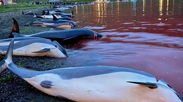 Η θάλασσα βάφτηκε κόκκινη: Σκότωσαν 1.428 δελφίνια «για το έθιμο» στα Νησιά Φερόε - Φωτογραφία 1