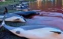 Η θάλασσα βάφτηκε κόκκινη: Σκότωσαν 1.428 δελφίνια «για το έθιμο» στα Νησιά Φερόε