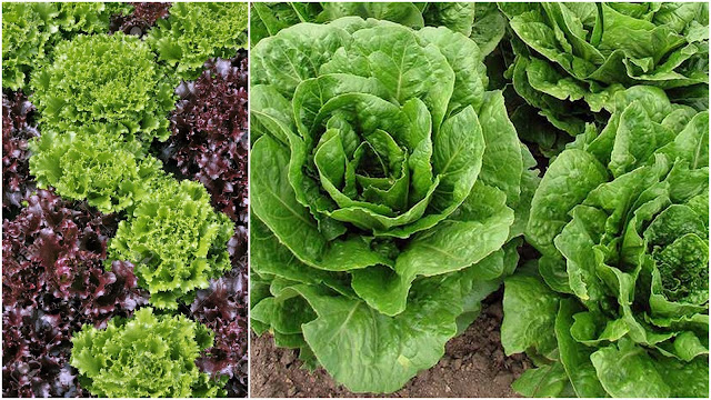 9 Εύκολης καλλιέργειας Λαχανικά για λαχανόκηπο ή γλάστρες - Φωτογραφία 2