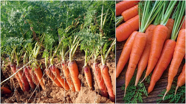 9 Εύκολης καλλιέργειας Λαχανικά για λαχανόκηπο ή γλάστρες - Φωτογραφία 3