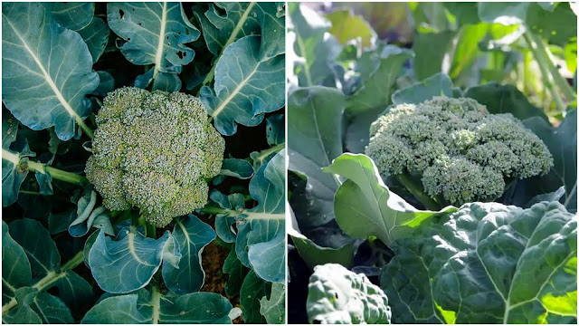9 Εύκολης καλλιέργειας Λαχανικά για λαχανόκηπο ή γλάστρες - Φωτογραφία 7