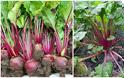 9 Εύκολης καλλιέργειας Λαχανικά για λαχανόκηπο ή γλάστρες - Φωτογραφία 10
