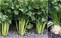9 Εύκολης καλλιέργειας Λαχανικά για λαχανόκηπο ή γλάστρες - Φωτογραφία 5