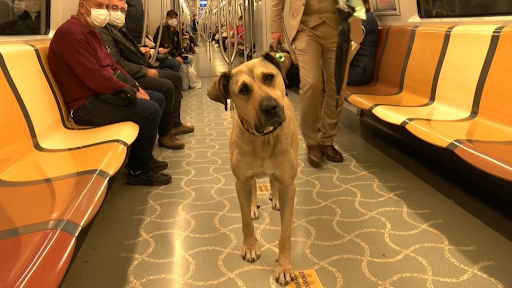 Ο σκύλος Μπότζι είναι ο αγαπημένος συνεπιβάτης των χρηστών των μέσων μαζικής μεταφοράς της Κωνσταντινούπολης. - Φωτογραφία 1