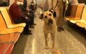 Ο σκύλος Μπότζι είναι ο αγαπημένος συνεπιβάτης των χρηστών των μέσων μαζικής μεταφοράς της Κωνσταντινούπολης. - Φωτογραφία 2