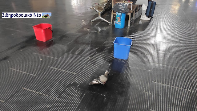 Στο σιδηροδρομικό σταθμό Θεσσαλονίκης: Η βροχή από την οροφή σβήνει τη δίψα περιστεριού! Δείτε το βίντεο! - Φωτογραφία 1