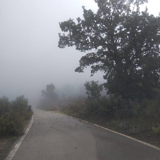 Το Βελανιδοδάσος Ξηρομέρου «πνιγμένο» από την ομίχλη (ΦΩΤΟ) - Φωτογραφία 3