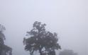 Το Βελανιδοδάσος Ξηρομέρου «πνιγμένο» από την ομίχλη (ΦΩΤΟ) - Φωτογραφία 2