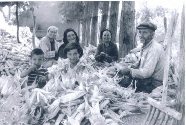 Παραδοσιακός τρύγος του καλαμποκιού στην Ποταμούλα. - Φωτογραφία 1