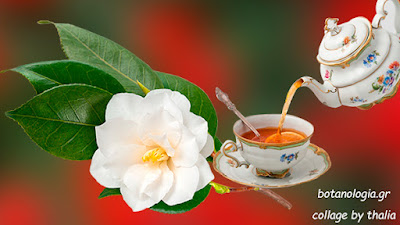 Μια πρώτη γνωριμία με ένα σπουδαίο βότανο – το Camellia sinensis - Φωτογραφία 1