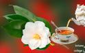 Μια πρώτη γνωριμία με ένα σπουδαίο βότανο – το Camellia sinensis