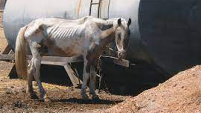 Πρωτοφανής κακοποίηση αλόγων στον Ασπρόπυργο - Στο εδώλιο οι ιδιοκτήτες μονάδας ιπποειδών - Φωτογραφία 1