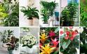 12 από τα πιο δημοφιλή Φυτά Εσωτερικού Χώρου - Φωτογραφία 1