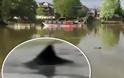 Λονδίνο: Δηλητηριώδεις καρχαρίες εντοπίστηκαν στον ποταμό Τάμεση!