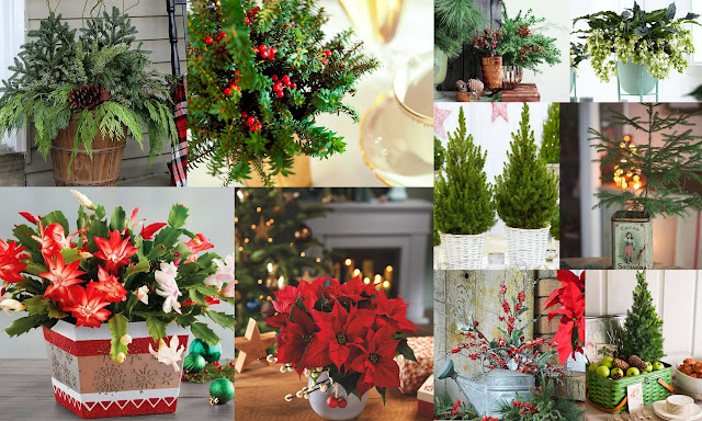 Τα πιο δημοφιλή χριστουγεννιάτικα φυτά για γιορτινή διακόσμηση - Φωτογραφία 1