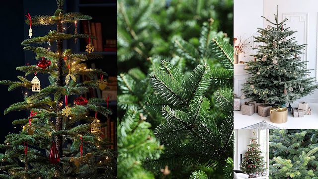 Τα πιο δημοφιλή χριστουγεννιάτικα φυτά για γιορτινή διακόσμηση - Φωτογραφία 2