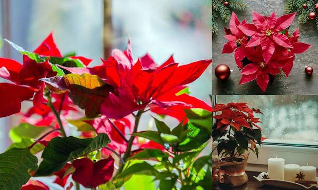 Τα πιο δημοφιλή χριστουγεννιάτικα φυτά για γιορτινή διακόσμηση - Φωτογραφία 3