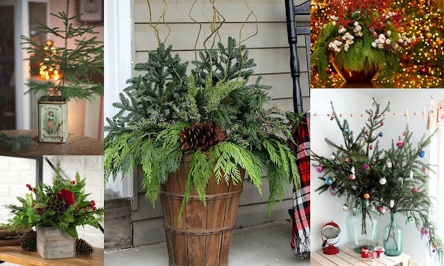 Τα πιο δημοφιλή χριστουγεννιάτικα φυτά για γιορτινή διακόσμηση - Φωτογραφία 4