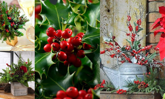 Τα πιο δημοφιλή χριστουγεννιάτικα φυτά για γιορτινή διακόσμηση - Φωτογραφία 6