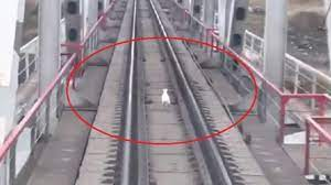 Κουνέλι καλπάζει μπροστά από το τρένο - Φωτογραφία 1
