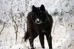 Εντυπωσιακά ζώα που πάσχουν από Μελανισμό