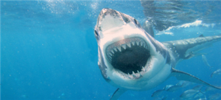 Γνωρίστε τα δέκα πιο θανατηφόρα είδη καρχαριών του κόσμου - Φωτογραφία 1