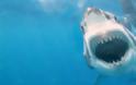 Γνωρίστε τα δέκα πιο θανατηφόρα είδη καρχαριών του κόσμου